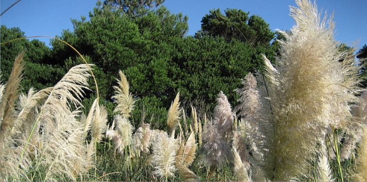 Costa Gaviotas :: Cabañas de Mar