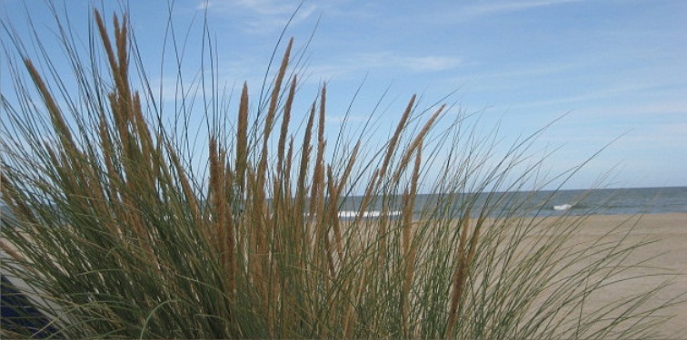 Costa Gaviotas :: Cabañas de Mar