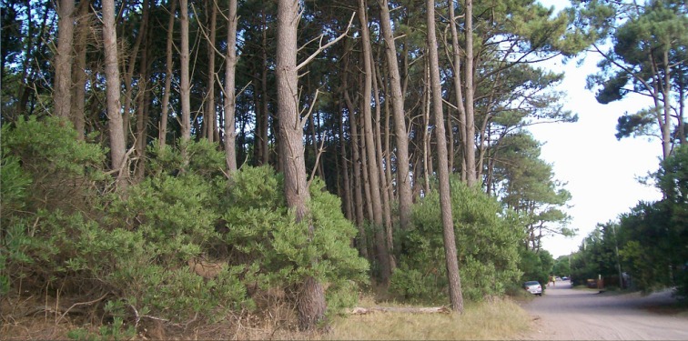 Costa Gaviotas :: Cabañas de Mar