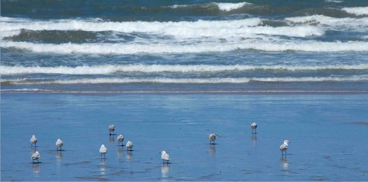 Costa Gaviotas :: Cabañas de Mar