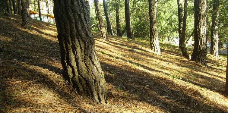 Costa Gaviotas :: Cabañas de Mar